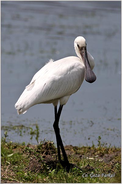 131_spoonbill.jpg - Spoonbill,  Platalea leucorodia, Kaièar, Mesto - Location: Koviljski rit, Serbia