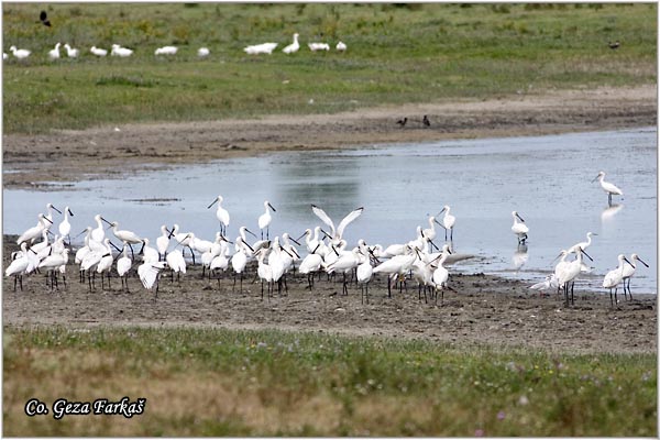 132_spoonbill.jpg - Spoonbill,  Platalea leucorodia, Kaièar, Mesto - Location: Koviljski rit, Serbia