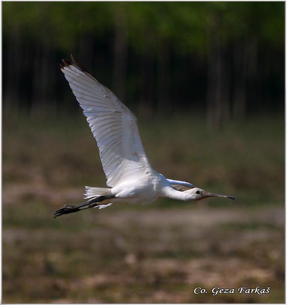 134_spoonbill.jpg - Spoonbill,  Kaicar, Platalea leucorodia, Mesto - Location: Tomaevac, Serbia