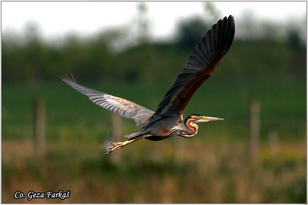 140_purple_heron.jpg - Purple Heron,  Ardea purpurea,  Mrka (Crvena) èaplja,  Mesto - Location: abalj Vojvodina, Serbia