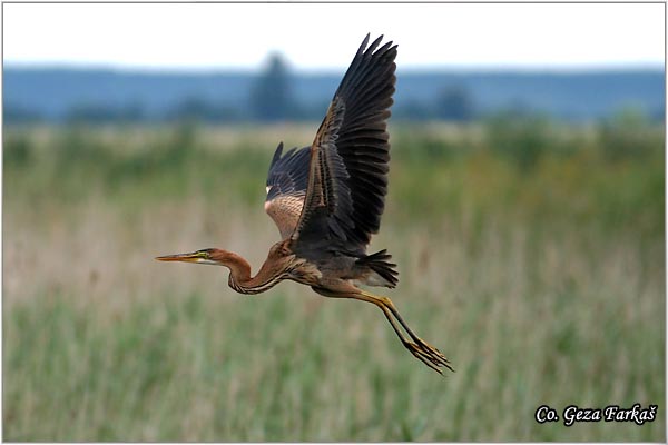 141_purple_heron.jpg - Purple Heron,  Ardea purpurea,  Mrka (Crvena) èaplja,  Mesto - Location: Beèej ribnjak, Vojvodina, Serbia