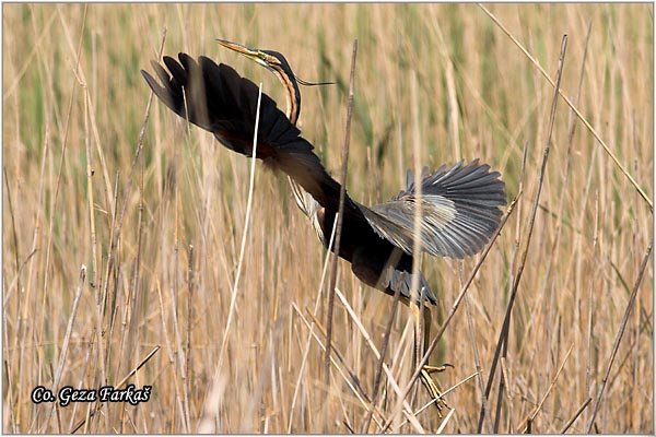 142_purple_heron.jpg - Purple Heron,  Ardea purpurea,  Mrka (Crvena) èaplja,  Mesto - Location: Beèej ribnjak, Vojvodina, Serbia