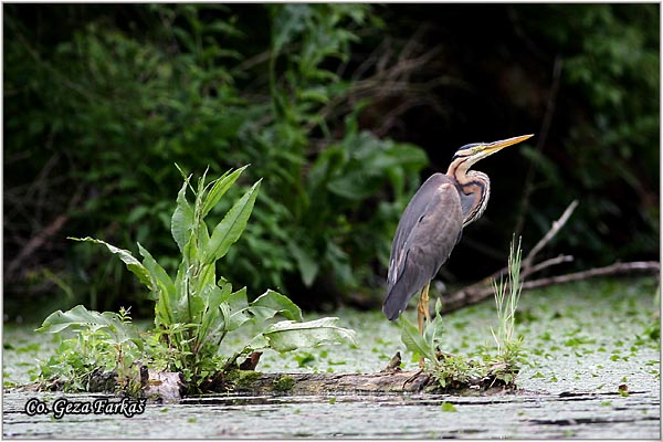 143_purple_heron.jpg - Purple Heron,  Ardea purpurea,  Mrka (Crvena) caplja, Location: Carska bara, Serbia