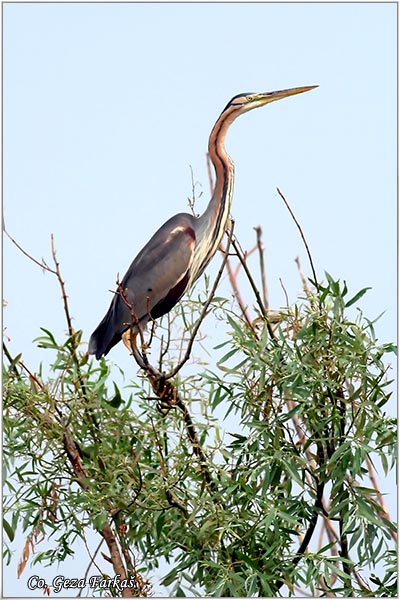 144_purple_heron.jpg - Purple Heron,  Ardea purpurea,  Mrka (Crvena) èaplja,  Mesto - Location: Beèej ribnjak, Vojvodina, Serbia