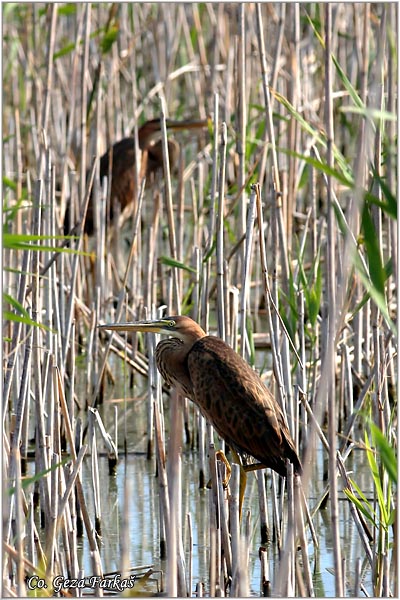 145_purple_heron.jpg - Purple Heron,  Ardea purpurea,  Mrka (Crvena) èaplja,  Mesto - Location: Beèej ribnjak, Vojvodina, Serbia