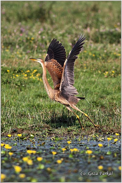 146_purple_heron.jpg - Purple Heron,  Ardea purpurea,  Mrka (Crvena) caplja,  Mesto - Location, Koviljski rit, Vojvodina, Serbia