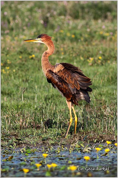 147_purple_heron.jpg - Purple Heron,  Ardea purpurea,  Mrka (Crvena) caplja,  Mesto - Location, Koviljski rit, Vojvodina, Serbia