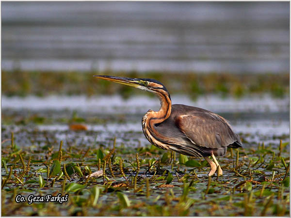 148_purple_heron.jpg - Purple Heron,  Ardea purpurea,  Mrka (Crvena) èaplja,  Mesto - Location, Dubovacki rit, Vojvodina Serbia