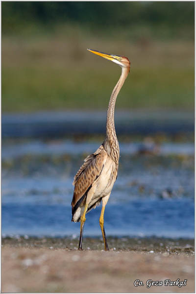 149_purple_heron.jpg - Purple Heron,  Ardea purpurea,  Mrka (Crvena) èaplja,  Mesto - Location, Koviljski rit, Vojvodina, Serbia