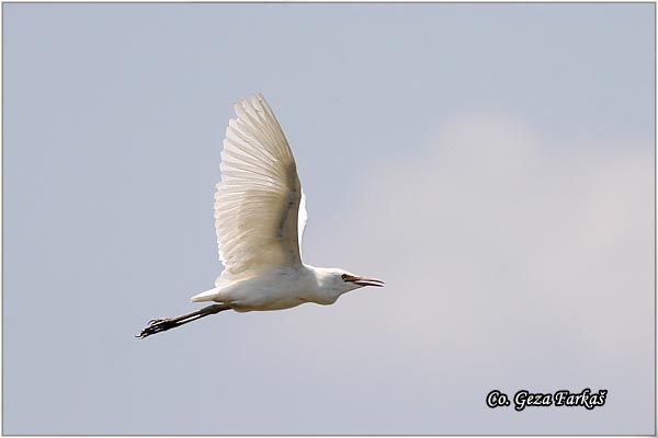 160_cattle_egret.jpg - Cattle Egret, Bubulcus ibis, Caplja govedarka, Location: Zasavica, Serbia