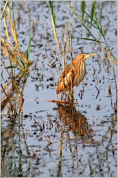 175_little_bittern.jpg - Little Bittern, Ixobrychus minutus, Èapljica,  Mesto - Location: Temerin