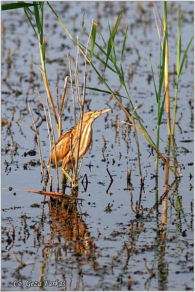 176_little_bittern.jpg - Little Bittern, Ixobrychus minutus, Èapljica,  Mesto - Location: Temerin