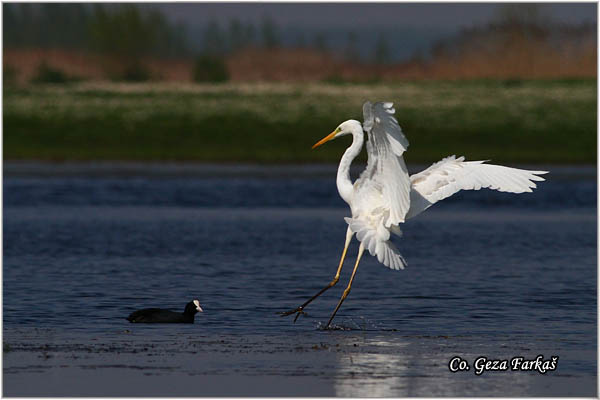 200_great_white_egret.jpg - Great White Egret,  Egretta alba,Velika bela èaplja, Mesto - Location: Koviljski rit, Vojvodina, Serbia