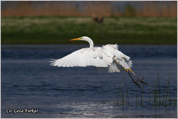 201_great_white_egret.jpg - Great White Egret,  Egretta alba,Velika bela èaplja, Mesto - Location: Koviljski rit, Vojvodina, Serbia