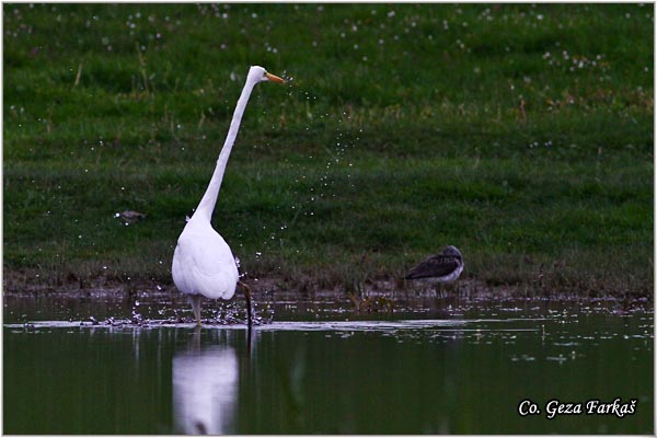 203_great_white_egret.jpg - Great White Egret,  Egretta alba,Velika bela èaplja, Mesto - Location: Koviljski rit, Vojvodina, Serbia