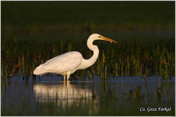 206_great_white_egret.jpg - Great White Egret,  Egretta alba,Velika bela èaplja, Mesto - Location: Koviljski rit, Vojvodina, Serbia