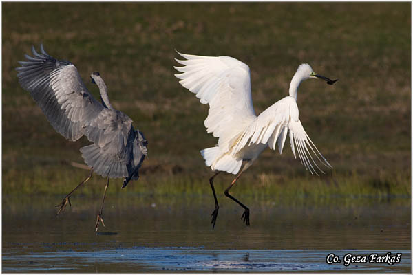 207_great_white_egret.jpg - Great White Egret,  Egretta alba,Velika bela èaplja, Mesto - Location: Koviljski rit, Vojvodina, Serbia