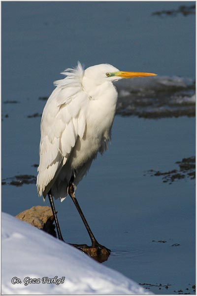 236_great_white_egret.jpg - Great White Egret,  Egretta alba,Velika bela caplja, , Mesto - Location: Novi Sad, Serbia