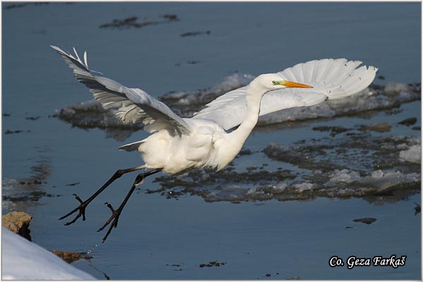 237_great_white_egret.jpg - Great White Egret,  Egretta alba,Velika bela caplja, , Mesto - Location: Novi Sad, Serbia