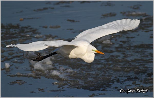 238_great_white_egret.jpg - Great White Egret,  Egretta alba,Velika bela caplja, , Mesto - Location: Novi Sad, Serbia