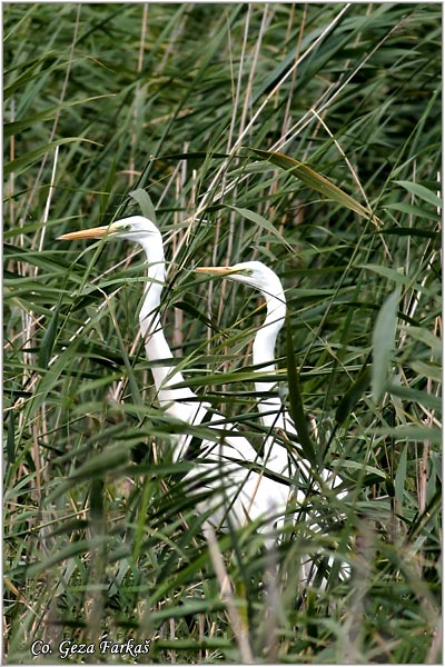 242_great_white_egret.jpg - Great White Egret,  Egretta alba, Mesto - Location: Beèej ribnjak, Vojvodina, Serbia
