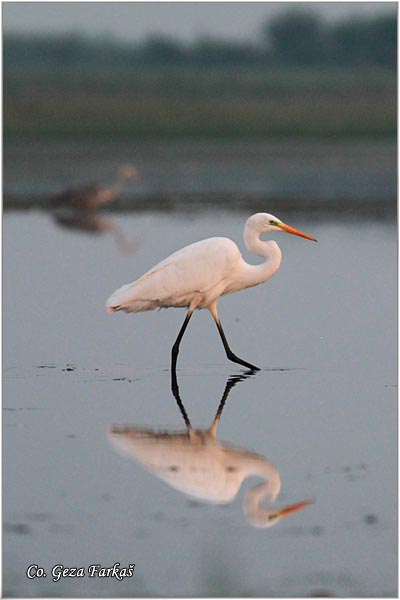 246_great_white_egret.jpg - Great White Egret,  Egretta alba,Velika bela caplja, Mesto - Location: Koviljski rit, Vojvodina, Serbia