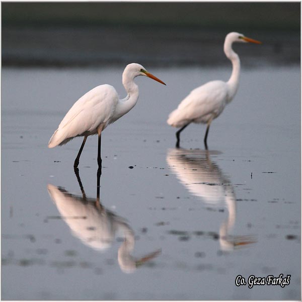 247_great_white_egret.jpg - Great White Egret,  Egretta alba,Velika bela caplja, Mesto - Location: Koviljski rit, Vojvodina, Serbia