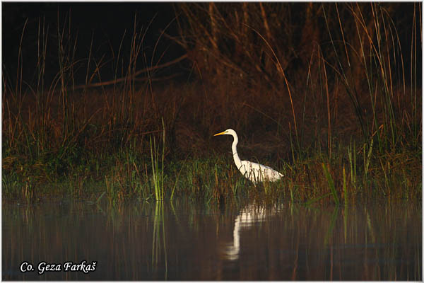 249_great_white_egret.jpg - Great White Egret,  Egretta alba,Velika bela èaplja, Mesto - Location: Koviljski rit, Vojvodina, Serbia