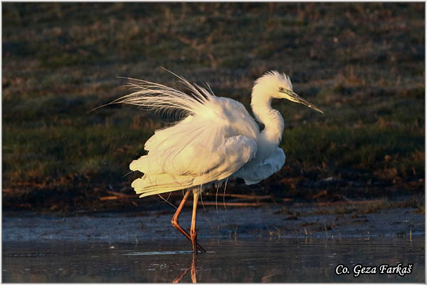 251_great_white_egret.jpg - Great White Egret,  Egretta alba,Velika bela èaplja, Mesto - Location: Koviljski rit, Vojvodina, Serbia