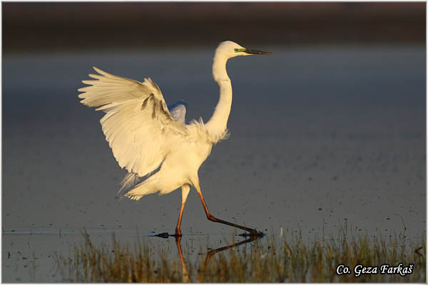 252_great_white_egret.jpg - Great White Egret,  Egretta alba,Velika bela èaplja, Mesto - Location: Koviljski rit, Vojvodina, Serbia