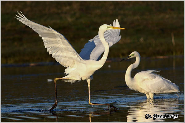 253_great_white_egret.jpg - Great White Egret,  Egretta alba,Velika bela èaplja, Mesto - Location: Koviljski rit, Vojvodina, Serbia