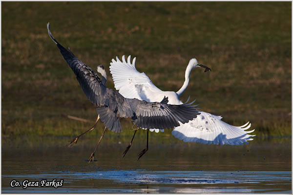 254_great_white_egret.jpg - Great White Egret,  Egretta alba,Velika bela èaplja, Mesto - Location: Koviljski rit, Vojvodina, Serbia