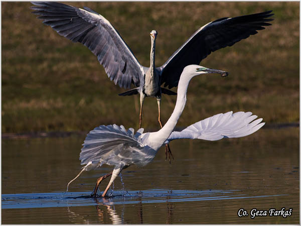 255_great_white_egret.jpg - Great White Egret,  Egretta alba,Velika bela èaplja, Mesto - Location: Koviljski rit, Vojvodina, Serbia