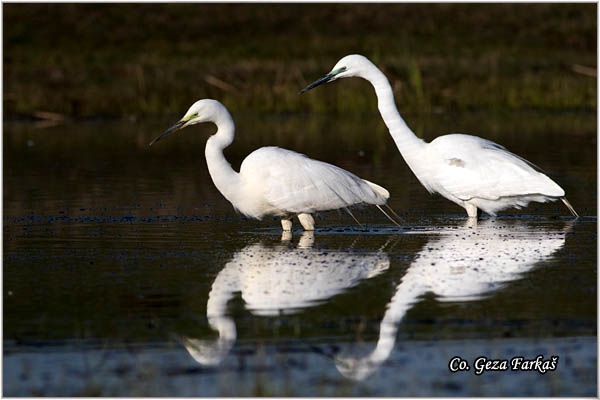 256_great_white_egret.jpg - Great White Egret,  Egretta alba,Velika bela èaplja, Mesto - Location: Koviljski rit, Vojvodina, Serbia