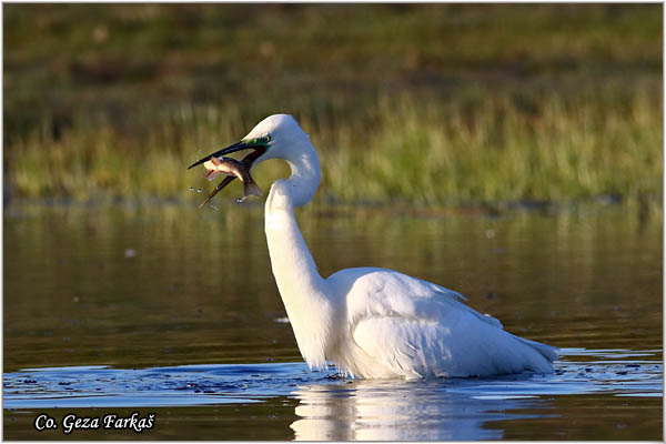 257_great_white_egret.jpg - Great White Egret,  Egretta alba,Velika bela èaplja, Mesto - Location: Koviljski rit, Vojvodina, Serbia