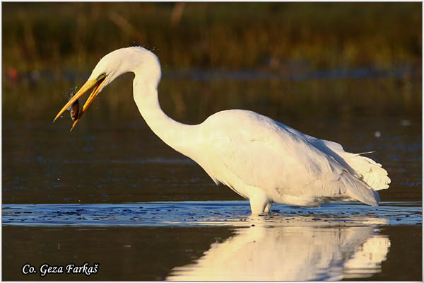 258_great_white_egret.jpg - Great White Egret,  Egretta alba,Velika bela èaplja, Mesto - Location: Koviljski rit, Vojvodina, Serbia