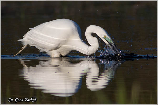 260_great_white_egret.jpg - Great White Egret,  Egretta alba,Velika bela èaplja, Mesto - Location: Koviljski rit, Vojvodina, Serbia