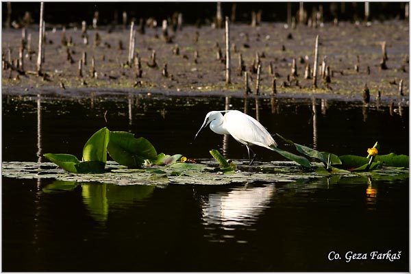 349_little_egret.jpg - Little Egret,  Egretta garzetta,  Mala bela èaplja, Mesto - Location: Futog