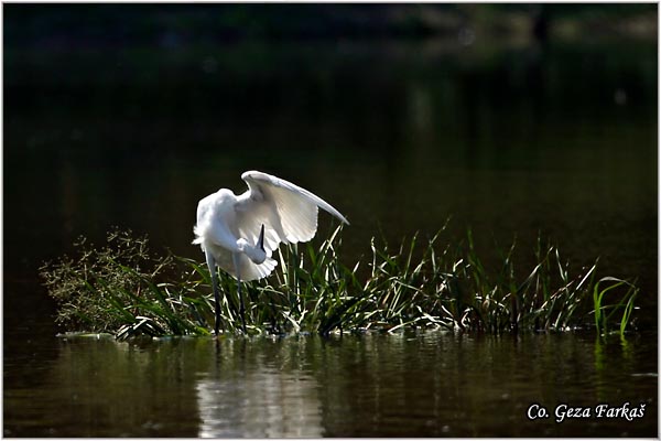 350_little_egret.jpg - Little Egret,  Egretta garzetta,  Mala bela èaplja, Mesto - Location: Novi Sad