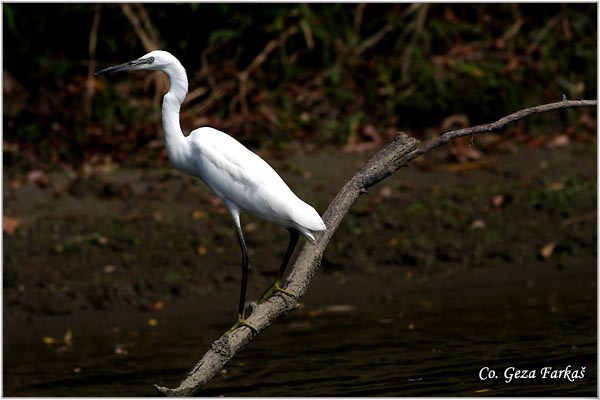 351_little_egret.jpg - Little Egret,  Egretta garzetta,  Mala bela èaplja, Mesto - Location: Novi Sad