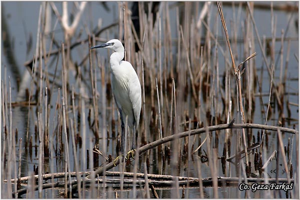 352_little_egret.jpg - Little Egret,  Egretta garzetta,  Mala bela èaplja, Mesto - Location: Beèej ribnjak