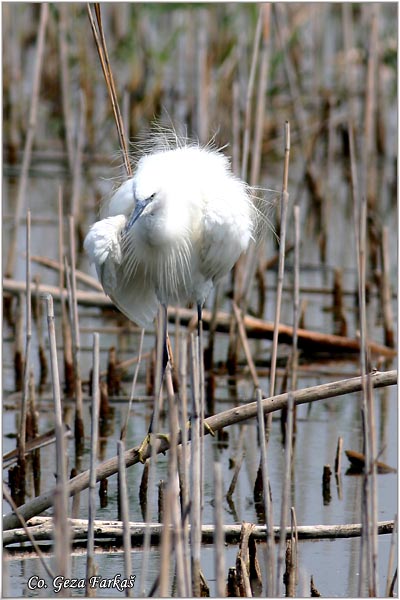 353_little_egret.jpg - Little Egret,  Egretta garzetta,  Mala bela èaplja, Mesto - Location: Beèej ribnjak