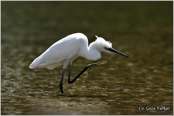 354_little_egret.jpg - Little Egret,  Egretta garzetta,  Mala bela èaplja, Mesto - Location: Novi Sad, Vojvodina, Serbia