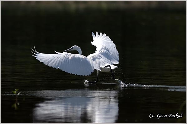 355_little_egret.jpg - Little Egret,  Egretta garzetta,  Mala bela èaplja, Mesto - Location: Novi Sad, Vojvodina, Serbia