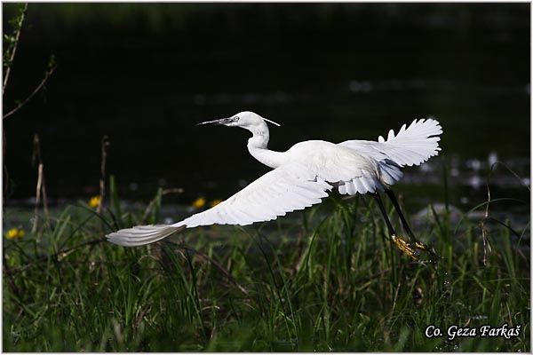 356_little_egret.jpg - Little Egret,  Egretta garzetta,  Mala bela èaplja, Mesto - Location: Novi Sad, Vojvodina, Serbia