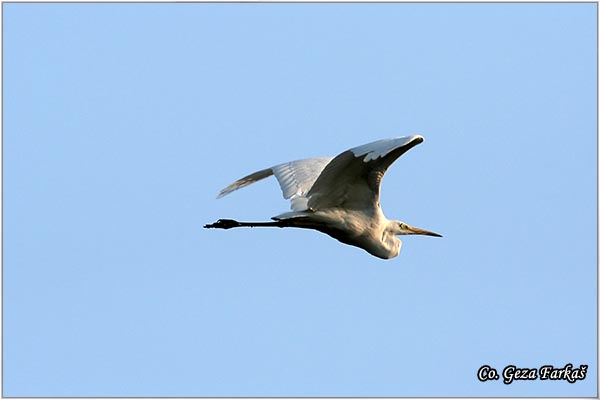 357_little_egret.jpg - Little Egret,  Egretta garzetta,  Mala bela èaplja, Mesto - Location: Novi Sad, Vojvodina, Serbia