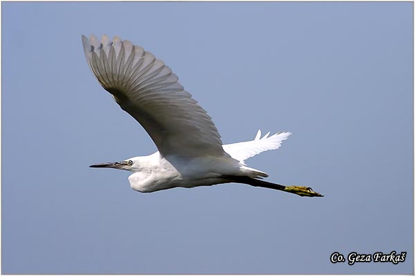 358_little_egret.jpg - Little Egret,  Egretta garzetta,  Mala bela èaplja, Mesto - Location: Novi Sad, Vojvodina, Serbia