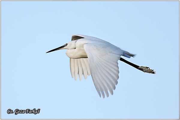 359_little_egret.jpg - Little Egret,  Egretta garzetta,  Mala bela èaplja, Mesto - Location: Novi Sad, Vojvodina, Serbia