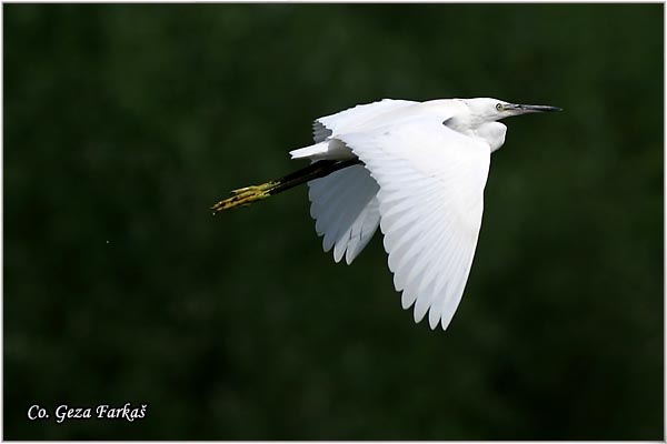 360_little_egret.jpg - Little Egret,  Egretta garzetta,  Mala bela èaplja, Mesto - Location: Novi Sad, Vojvodina, Serbia