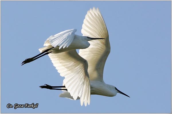 361_little_egret.jpg - Little Egret,  Egretta garzetta,  Mala bela èaplja, Mesto - Location: Koviljski rit, Vojvodina, Serbia